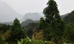 Salazie sous la pluie
