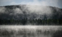 Vitale pour la planète, la forêt boréale aussi est en danger