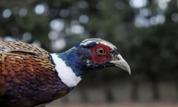Un faisan dans une ferme à Sully-sur-Loire, le 8 décembre 2020 ( AFP / GUILLAUME SOUVANT )