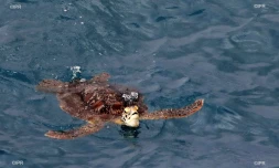 tortue du cap la houssaye