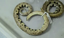 Spécimen d'une nouvelle espÚce de boa nain, "Tropidophis cacuangoae", dans un laboratoire de l'Institut national de la biodiversité à Quito, en Equateur, le 5 janvier 2023 ( AFP / Rodrigo BUENDIA )