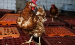 Une deuxième vie paisible pour les poules pondeuses sauvées de l'abattoir