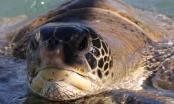 Tortues Kélonia
