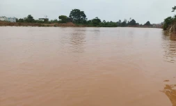 Madagascar et cheneso