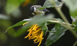 En ville, la mésange privilégie l'odorat pour s'alimenter, malgré la pollution