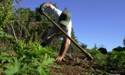 Planteur