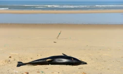 Dauphins échoués: le gouvernement accusé de ne pas en faire assez