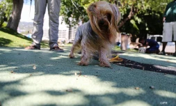 chiens