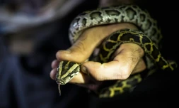 Le chasseur Enrique Galan tient un python birman qu'il a attrapé dans le parc national des Everglades