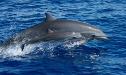 Trois espèces de dauphins observées au large de Saint-Denis