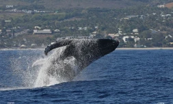 baleines