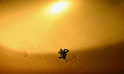 Biodiversité: en Thaïlande, un réalisateur en herbe filme les menaces sur les tortues luth