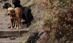 chiens