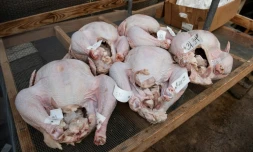 Grippe aviaire et inflation mettent au régime les tables de fête des deux côtés de l'Atlantique