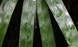 Gouttes d'eau