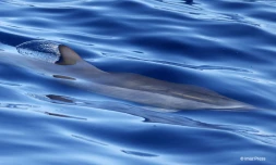 Dauphin mer