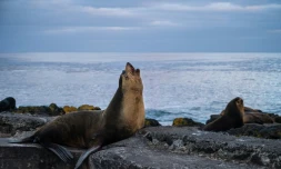 Victimes d'un siècle de chasse intensive, les otaries d'Amsterdam se portent à nouveau bien
