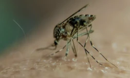 Moustiques - Dengue - Virus