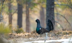 Le trépas annoncé du grand tétras dans les Vosges