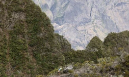grand raid sentier scout5