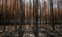 Six mois aprĂšs les incendies en Gironde, la forĂȘt nettoyĂ©e et Ă©tudiĂ©e