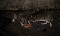 Rats