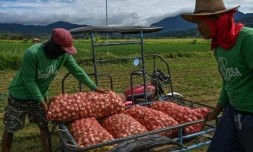 Aux Philippines, l'oignon devenu bien de luxe atteint des prix Ă pleurer