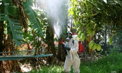 dengue
