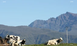 vaches