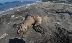 Mort d'une tortue sur la plage souris blanche