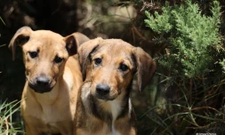 Chiens