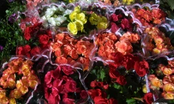 fleurs et jardins