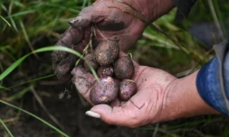 En Colombie, 50 nuances de pommes de terre
