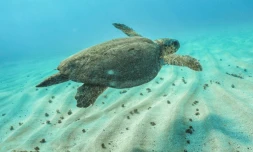 La reproduction et la survie des tortues marines menacées par le réchauffement climatique, selon une étude