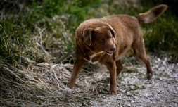 Portugal: Bobi, 30 ans, sacré le chien le plus vieux du monde