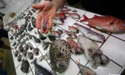 poissons-des-grands-fonds-2-2