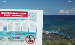 panneaux requins