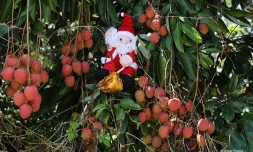 père noël et letchis