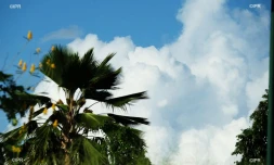 météo réunion