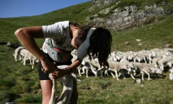 Bergère dans la solitude des Pyrénées, avec sa houlette et ses chiens