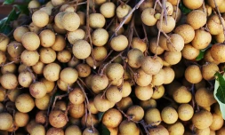 Marche Forain Chaudron