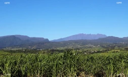 canne à sucre