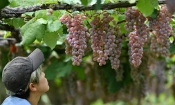 Le koshu, l'ascension d'un vin à l'âme japonaise