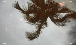 météo réunion