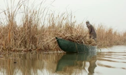 Irak: grâce à de récentes pluies, les mythiques marais reprennent des couleurs 