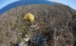 Déchets plastiques