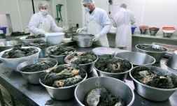 Science et transparence au service du caviar made in France
