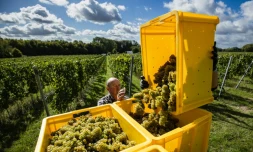 Avec le changement climatique, le chardonnay prend racine dans les Hauts-de-France