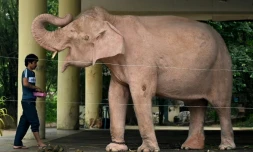 Birmanie: l'éléphant blanc, un signe de bon augure récupéré par la junte
