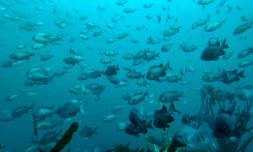 Au large du Chili, les trésors de la haute mer suspendus à un vote de l'ONU